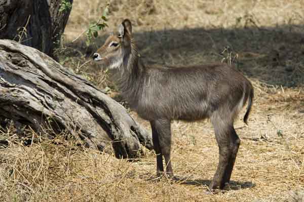 Antílope de Agua - parque nacional de Tarangire - Tanzania 1.jpg